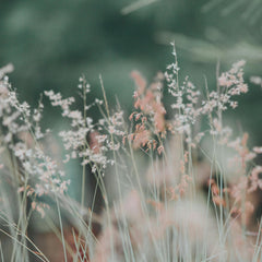 Collection image for: Droogbloemen
