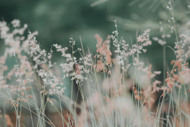 Banner image for: <h1>Droogbloemen</h1>